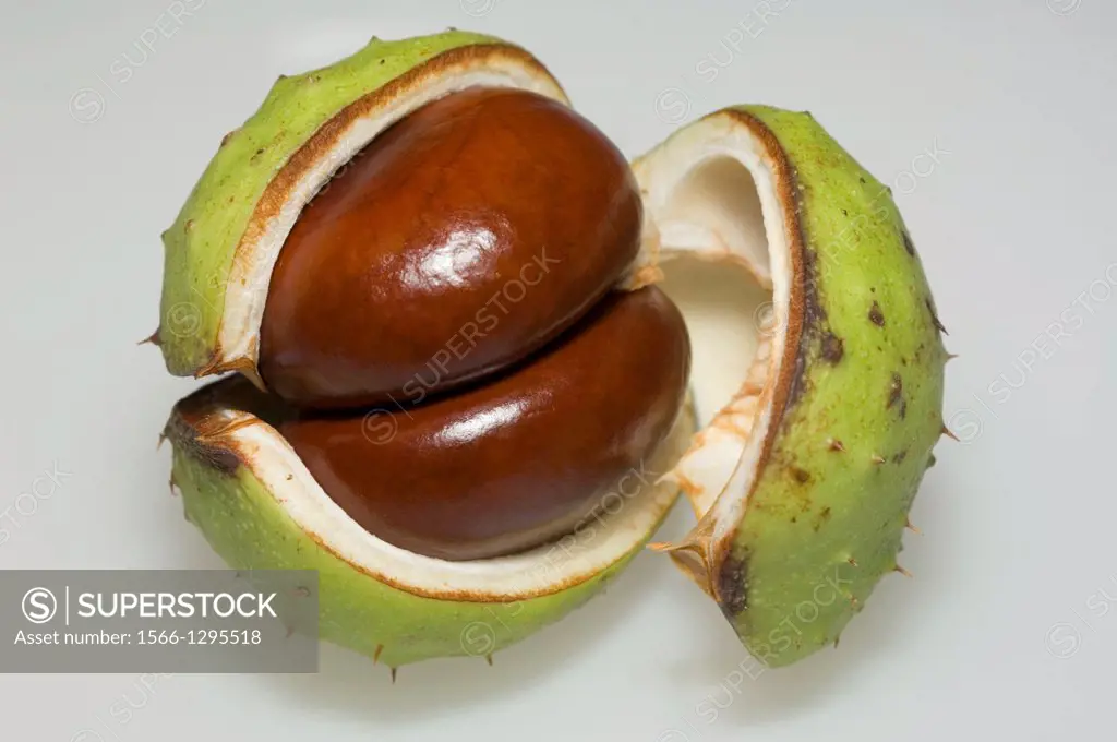 Conker, fruit of Horse chestnut (Aesculus hippocastanum). UK. Introduced but widely planted.