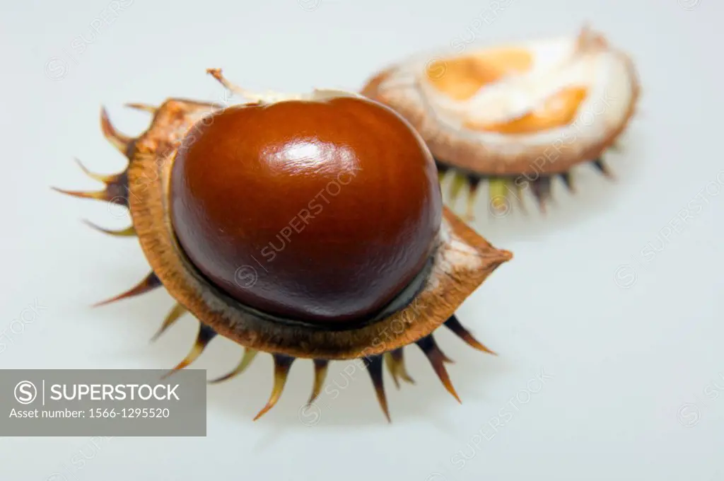 Conker, seed of Horse chestnut (Aesculus hippocastanum). UK. Introduced but widely planted.