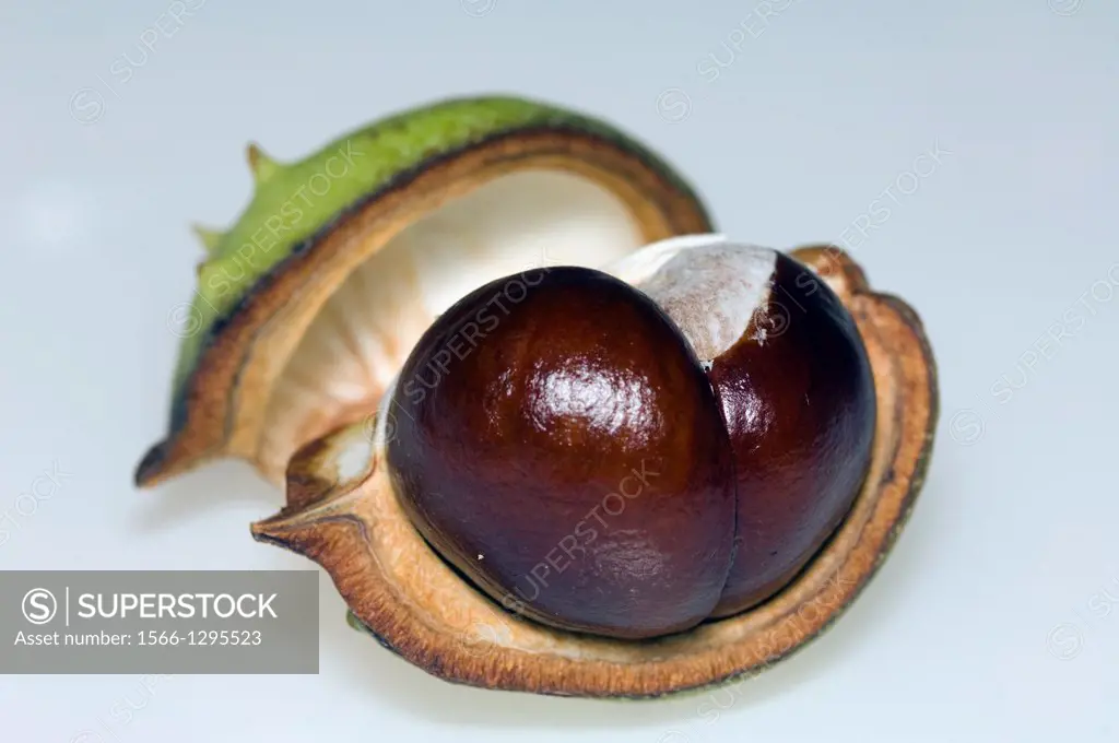 Conker, seed of Horse chestnut (Aesculus hippocastanum). UK. Introduced but widely planted.