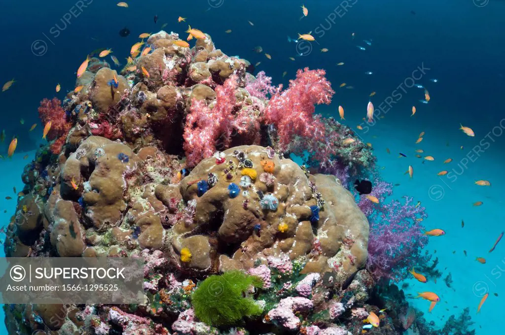 Porites coral boulder with soft corals and Christmas tree worms (Spirobranchus giganteus). Andaman Sea, Thailand.