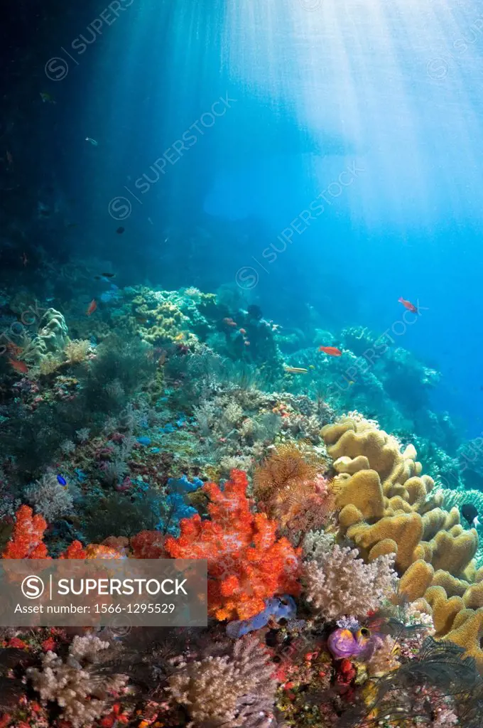 Coral reef scenery with soft corals and shafts of sunlight. Raja Ampat, West Papua, Indonesia.