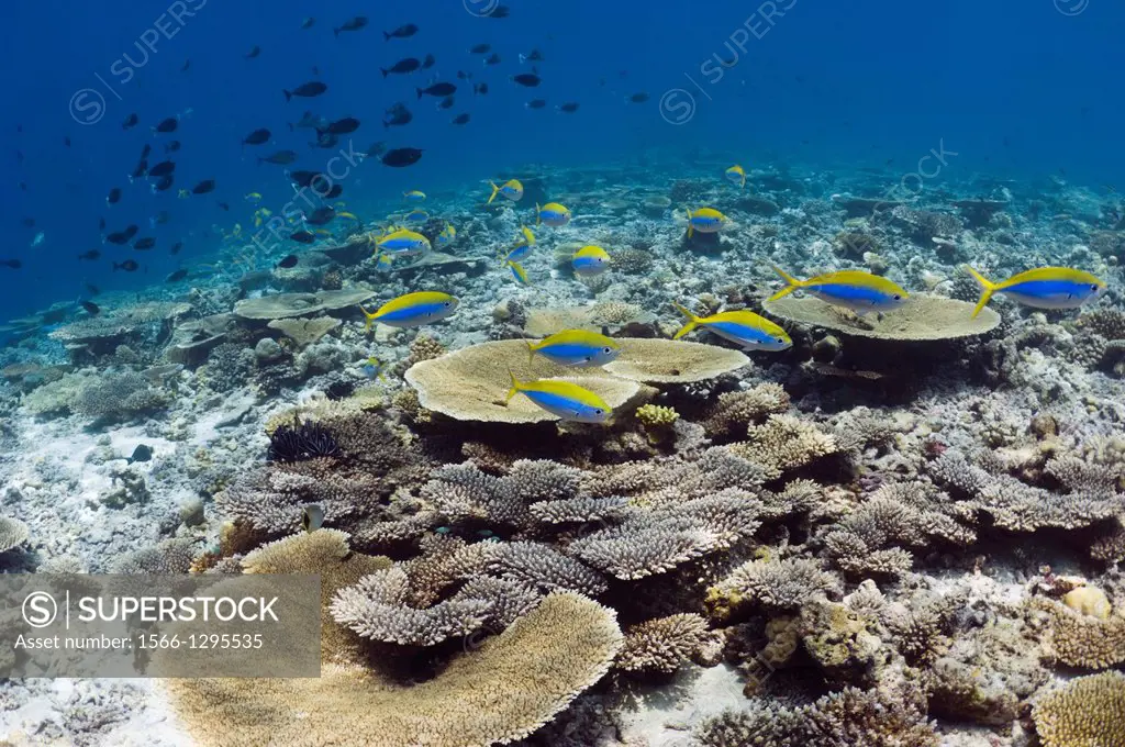 Shallow reef top with mainly table corals Acropora sp.) and Yellowtop fusiliers (Caesio xanthonota). Maldives.