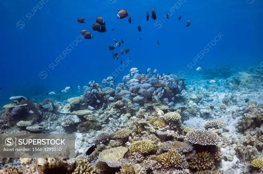 Humpback snappers (Lutjanus gibbus) school over coral reef with table corals. Maldives.