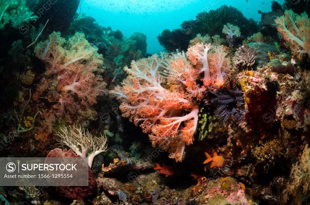 Coral reef scenery with soft corals (Scleronephthya sp). Rinca, Komodo National Park, Indonesia.