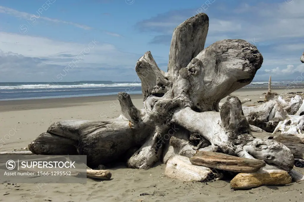 Driftwood on beach at Olympic National Park, Washington, US.