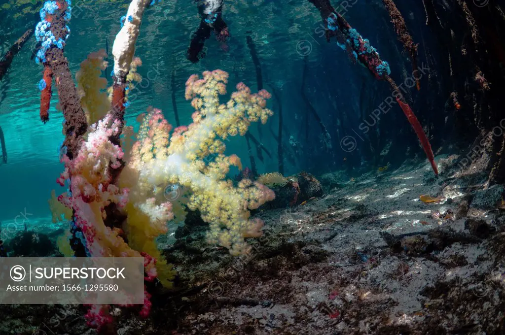 Blue water mangrove. Soft corals growing on mangrove roots (Rhizophora sp). Raja Ampat, West Papua, Indonesia.