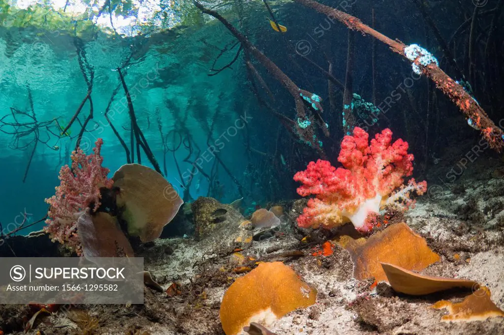 Soft and hard corals growing under mangrove roots (Rhizophora sp). Raja Ampat, West Papua, Indonesia.