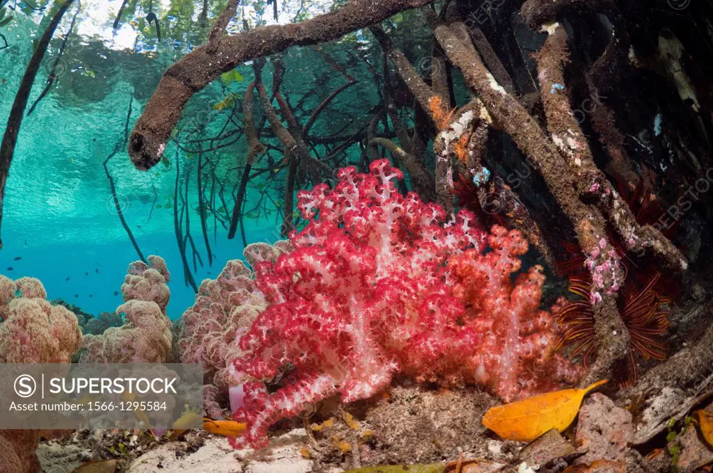 Blue water mangrove. Soft corals growing under mangrove roots (Rhizophora sp). Raja Ampat, West Papua, Indonesia.