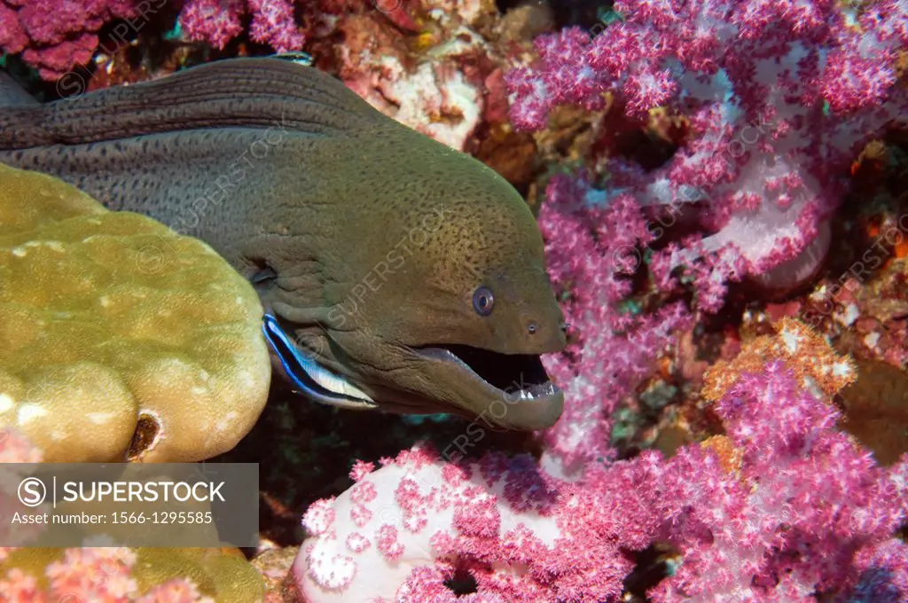 Giant moray (Gymnothorax javanicus) emerging from soft corals, being cleaned by Bluestreak cleaner wrasse. Andaman Sea, Thailand.