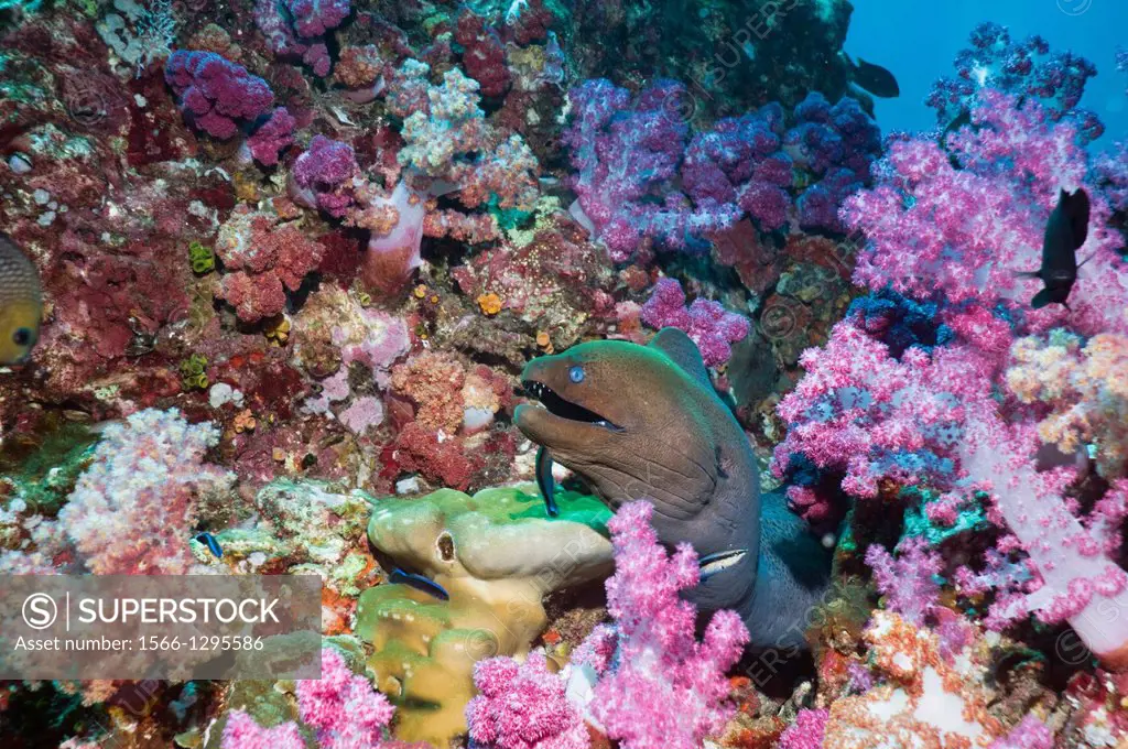 Giant moray (Gymnothorax javanicus) emerging from soft corals, being cleaned by Bluestreak cleaner wrasse. Andaman Sea, Thailand.