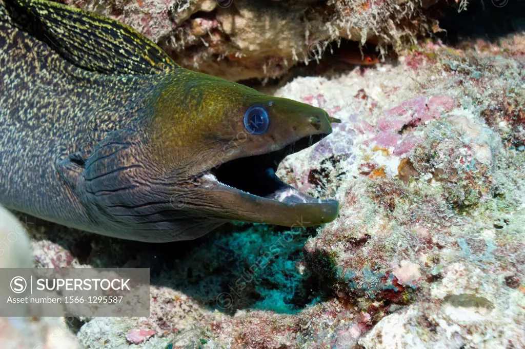 Giant moray (Gymnothorax javanicus). Maldives.