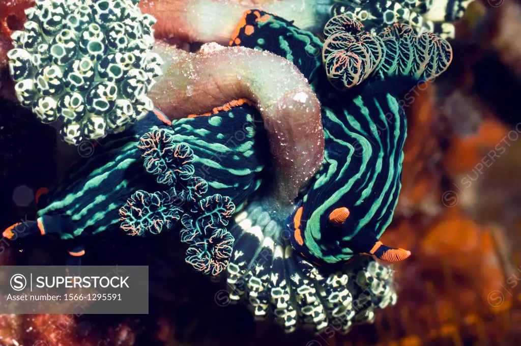 Nudibranch (Nembrotha kubaryana), pair feeding on sea squirt Oxycorynia fascicularis.