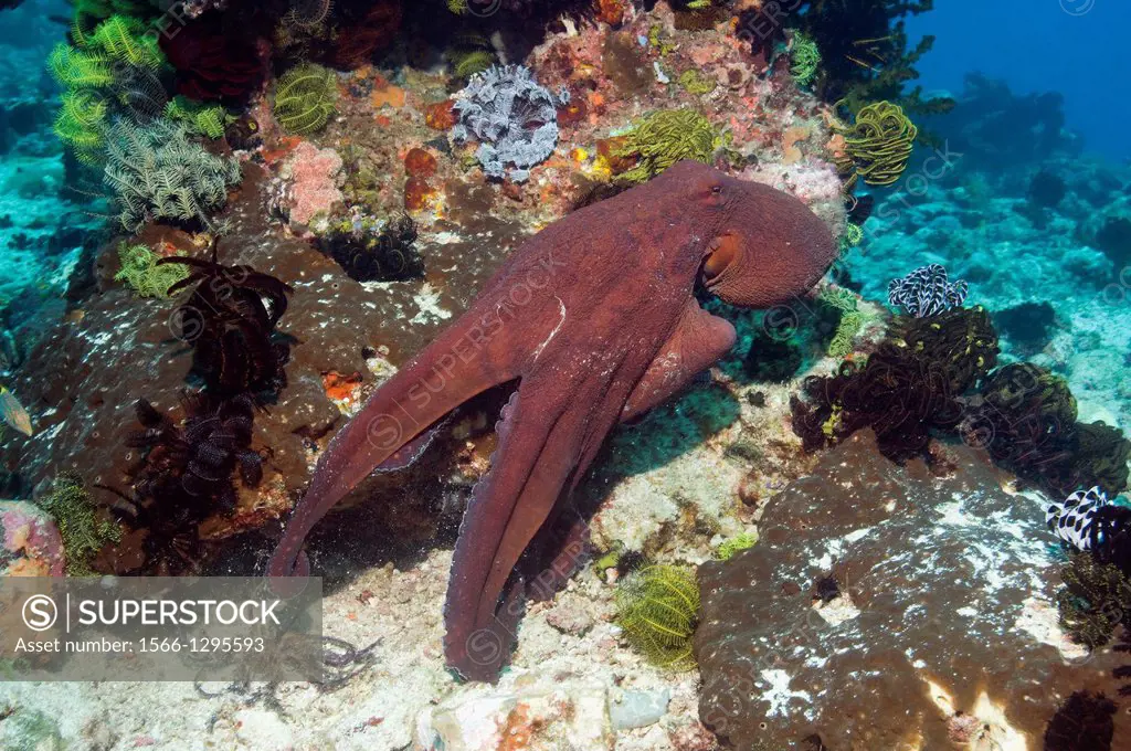 Day octopus (Octopus cyanea) swimming on coral reef. Indonesia.