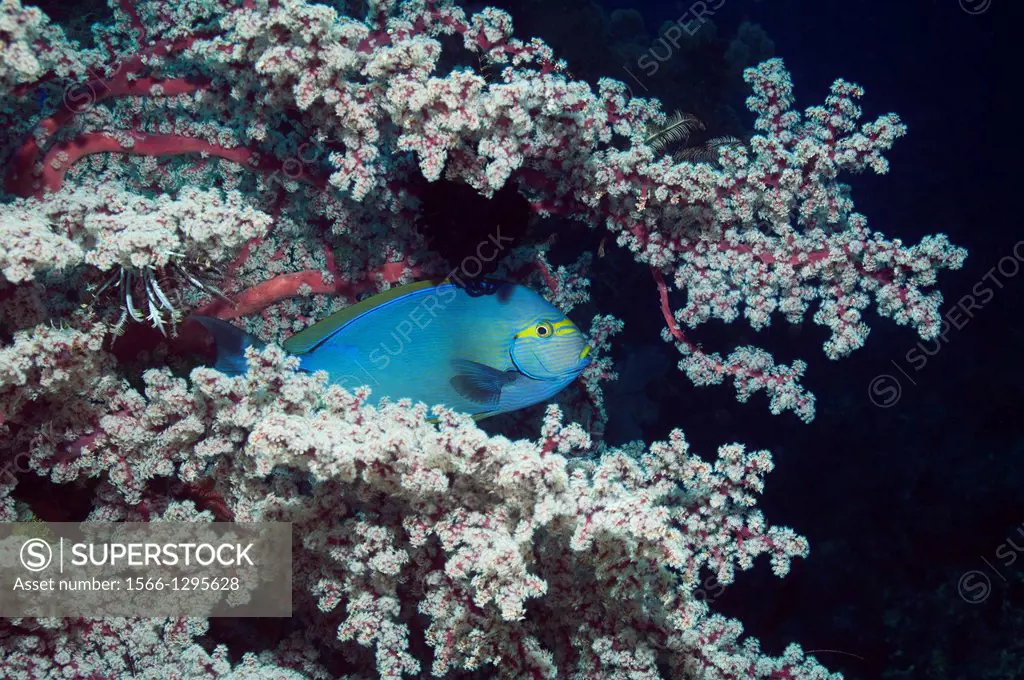 Elongate surgeonfish (Acanthurus mata) hiding amongst the branches of a gorgonian like soft coral (Siphonogorgia godeffroyi) on coral reef. Rinca, Kom...