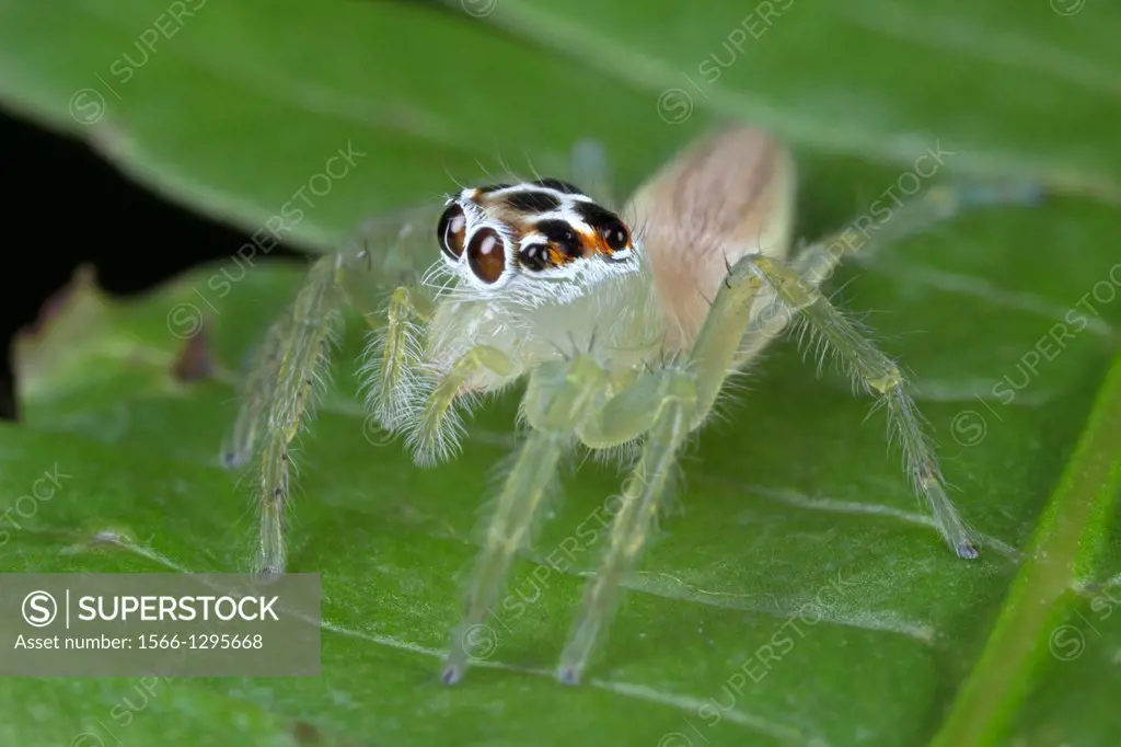 Jumping spider Salticidae. Image taken at Kampung Satau, Malaysia.