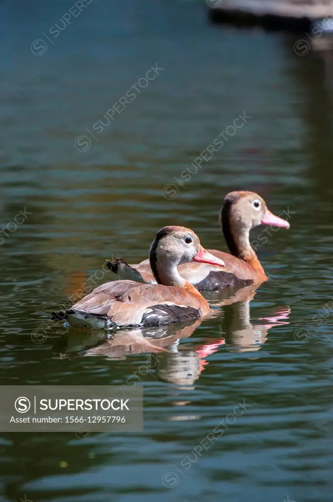 Black-bellied whistling ducks (Dendrocygna autumnalis) on a pond in San Jose, the capital city of Costa Rica.