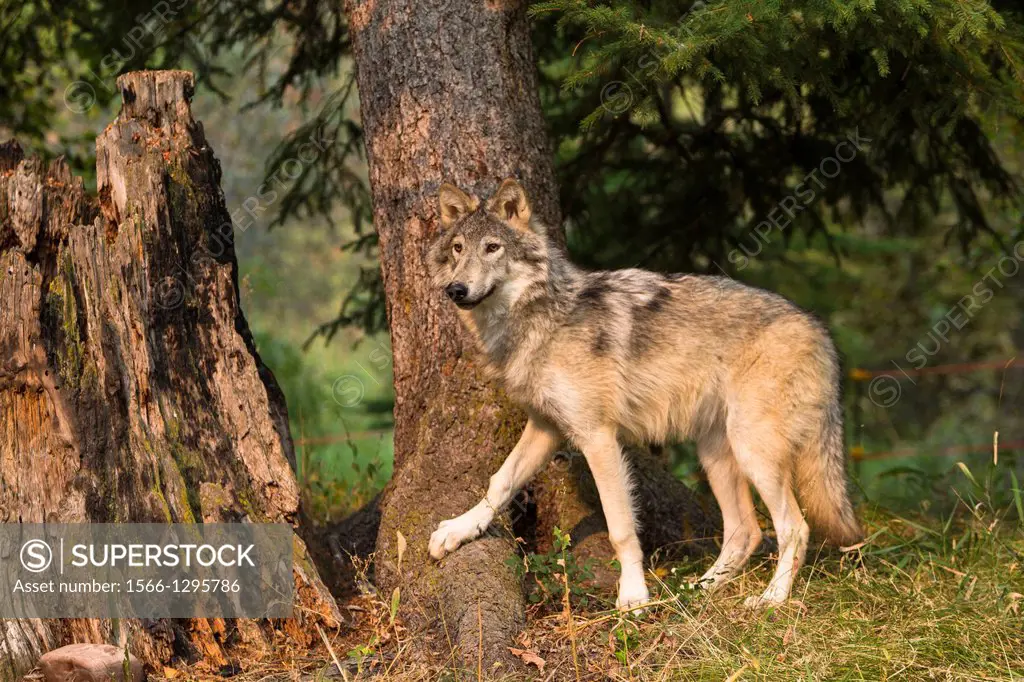 Gray wolf (Canis lupus) in the forest, captive, Montana, USA