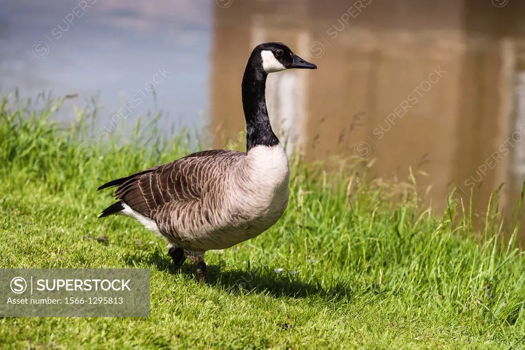 Adult Canada goose (Branta canadensis) at a pond, Germany, Europe