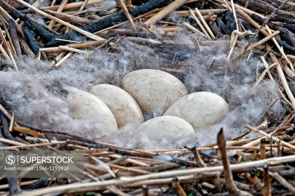 Canada Goose nest at the Hagerman Wildlife Management Area near the city of Hagerman in southern Idaho.
