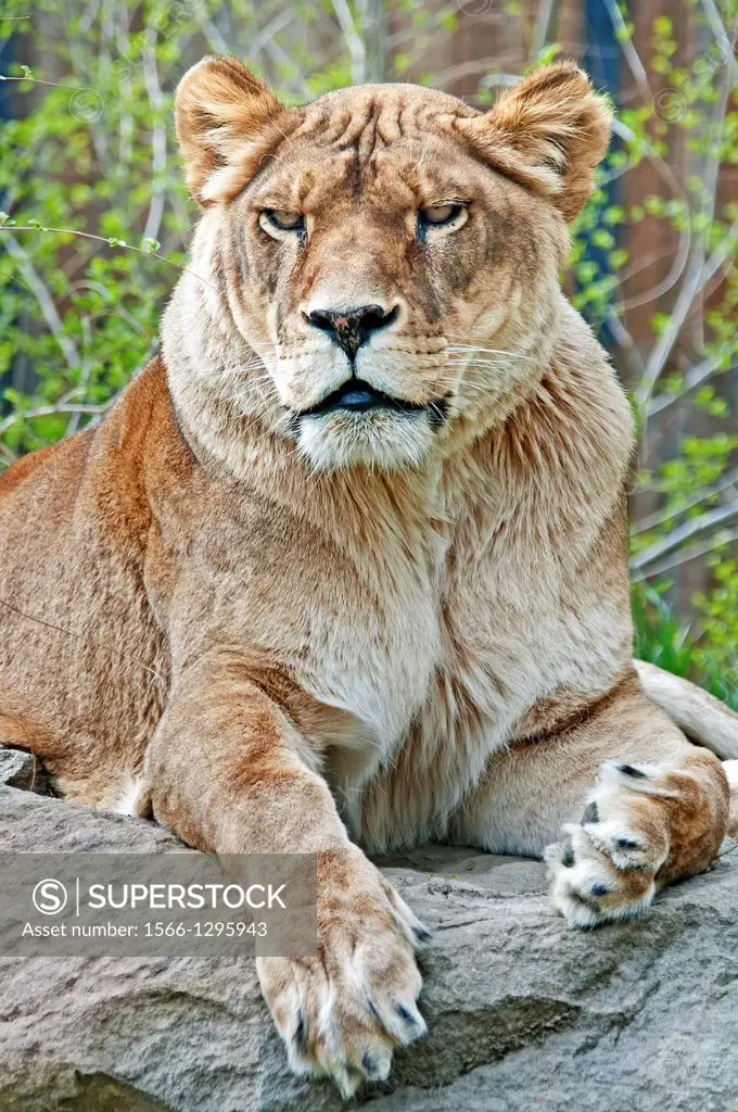 African Lioness at Zoo Boise on Capitol Blvd and Julia Davis Park in the city of Boise in southwestern Idaho.