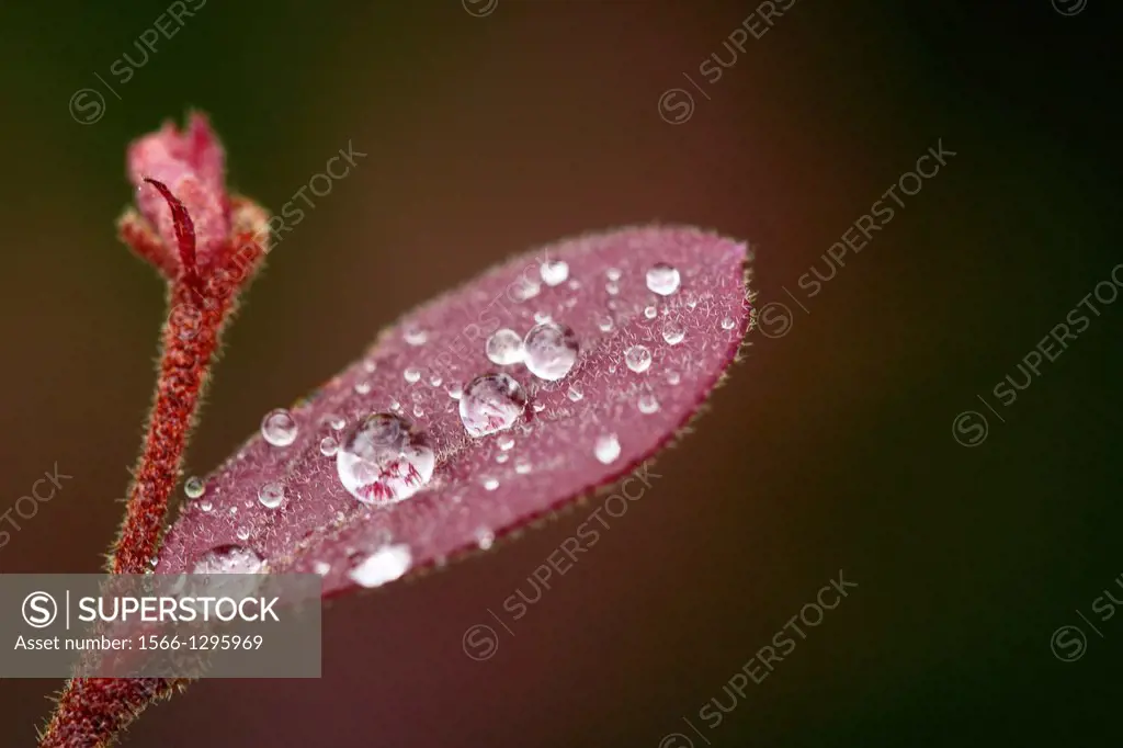 Dew drops on red color leaf