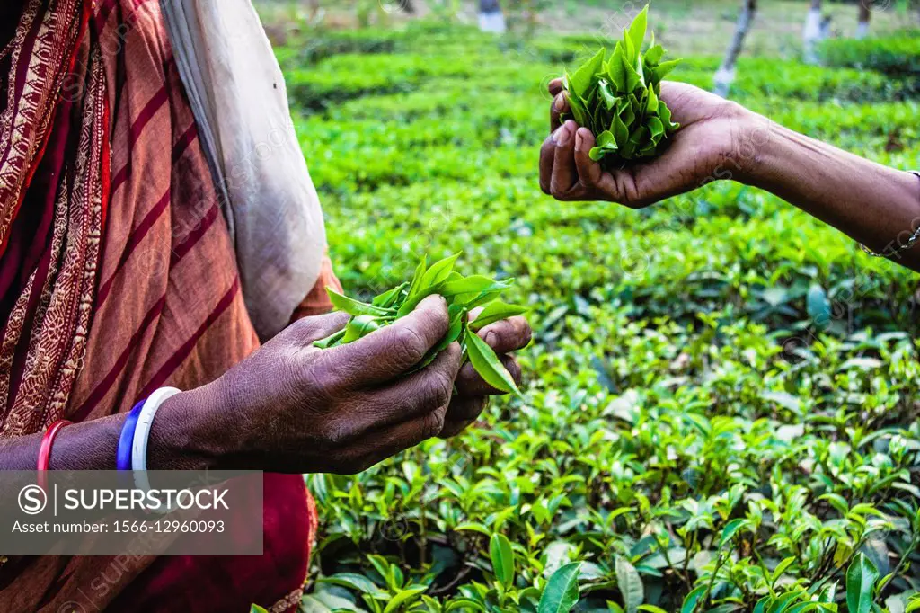 Tea pickers at a tea estate. Srimangal, Bangladesh.