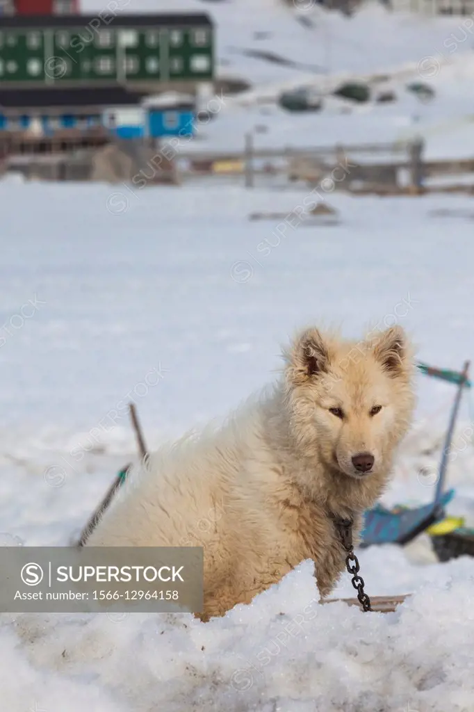 Greenland, Disko Bay, Ilulissat, Greenland Sled Dogs, canis lupis familiaris.