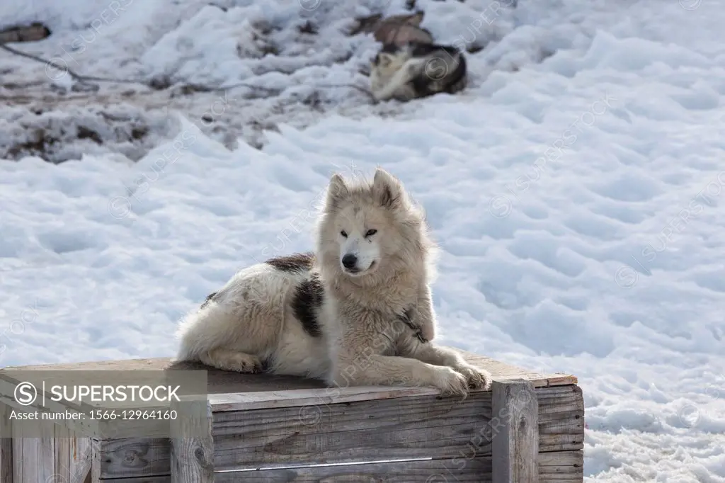 Greenland, Disko Bay, Ilulissat, Greenland Sled Dogs, canis lupis familiaris.
