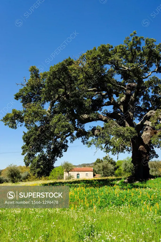 home under the oaks, Quercus suber cork oak Mediterranean, village of Joao Pires, Beira Alta, Portugal, Europe.