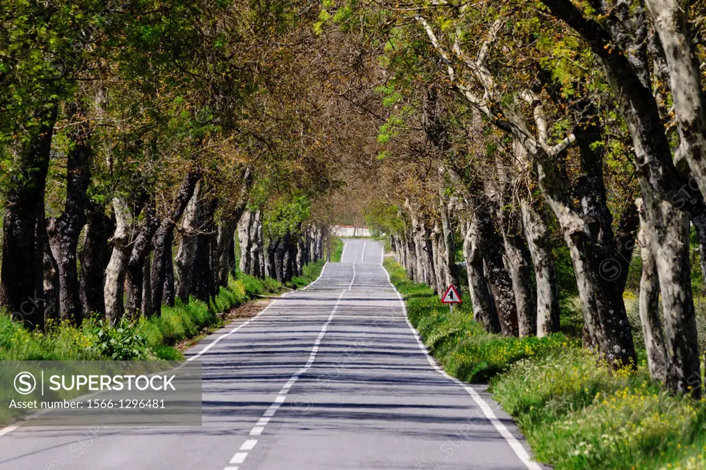 road flanked by plane trees shade, Platanus hispanica, Caria, Beira Alta, Portugal, Europe.