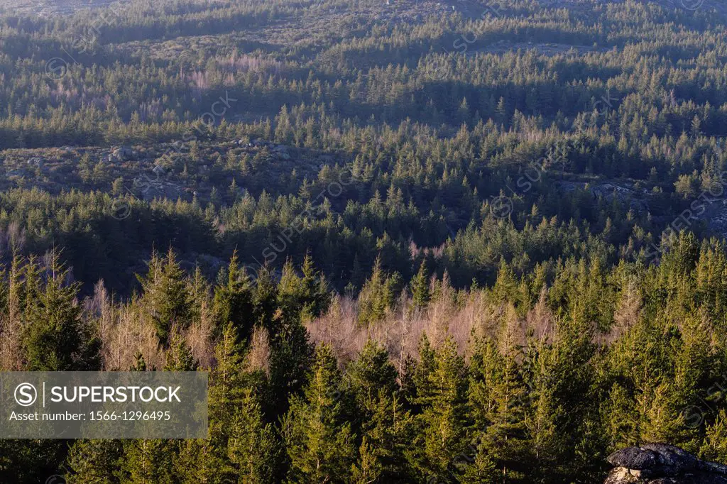 coniferous forest, Douglas fir or pine oregon, Pseudotsuga menziensii, Serra Da Estrela, Beira Alta, Portugal, Europe.