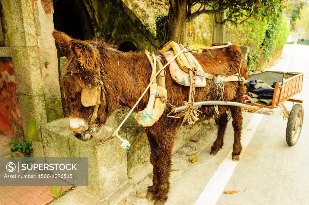 Donkey cart, Gouveia, Serra Da Estrela, Beira Alta, Portugal, Europe.