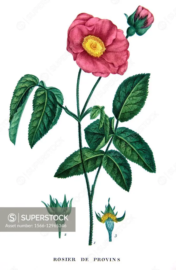 Old botanical drawing of the Rose of Provins ´rosa gallica´.