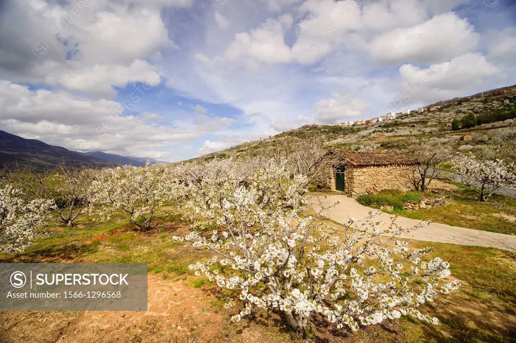 cherry blossoms, Prunus cerasus-, Piornal slopes, Jerte Valley, Caceres, Extremadura, Spain, europe.