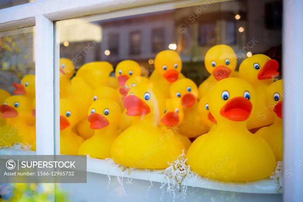 Window disply of yellow rubber ducks.