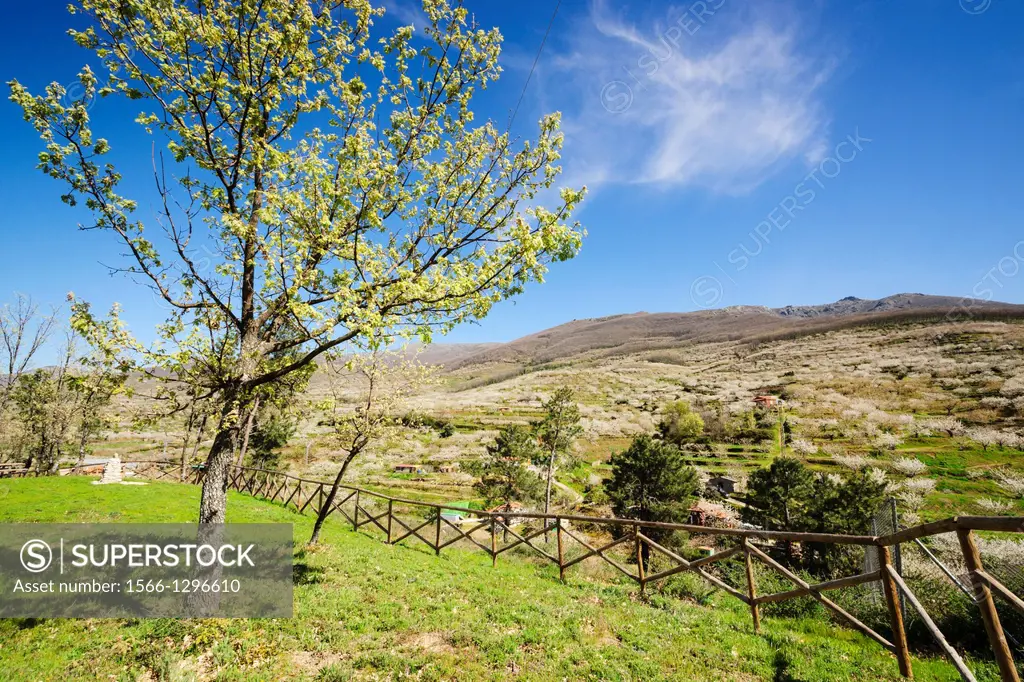 Cabezuela del Valle, Jerte Valley, Caceres, Extremadura, Spain, europe.