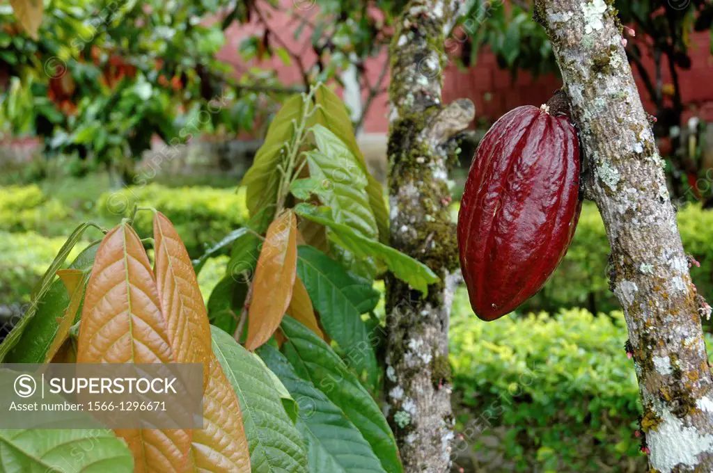 Ilhéus, Bahia, Brazil, cocoa fruits at CEPLAC chocolate factory