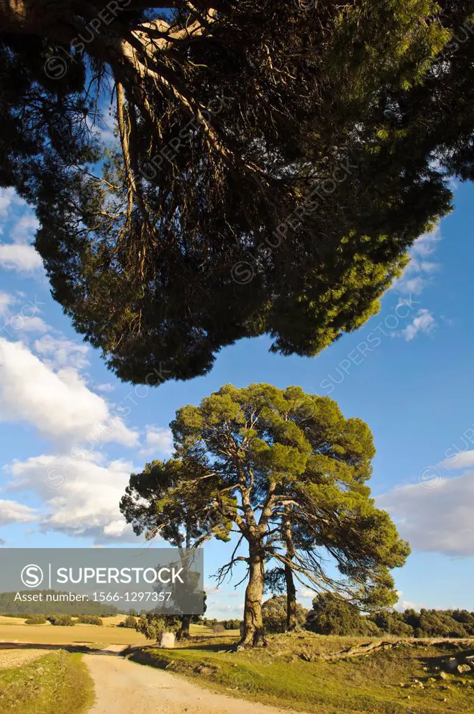 Pines (Pinus halepensis). Almansa. Albacete. Spain.