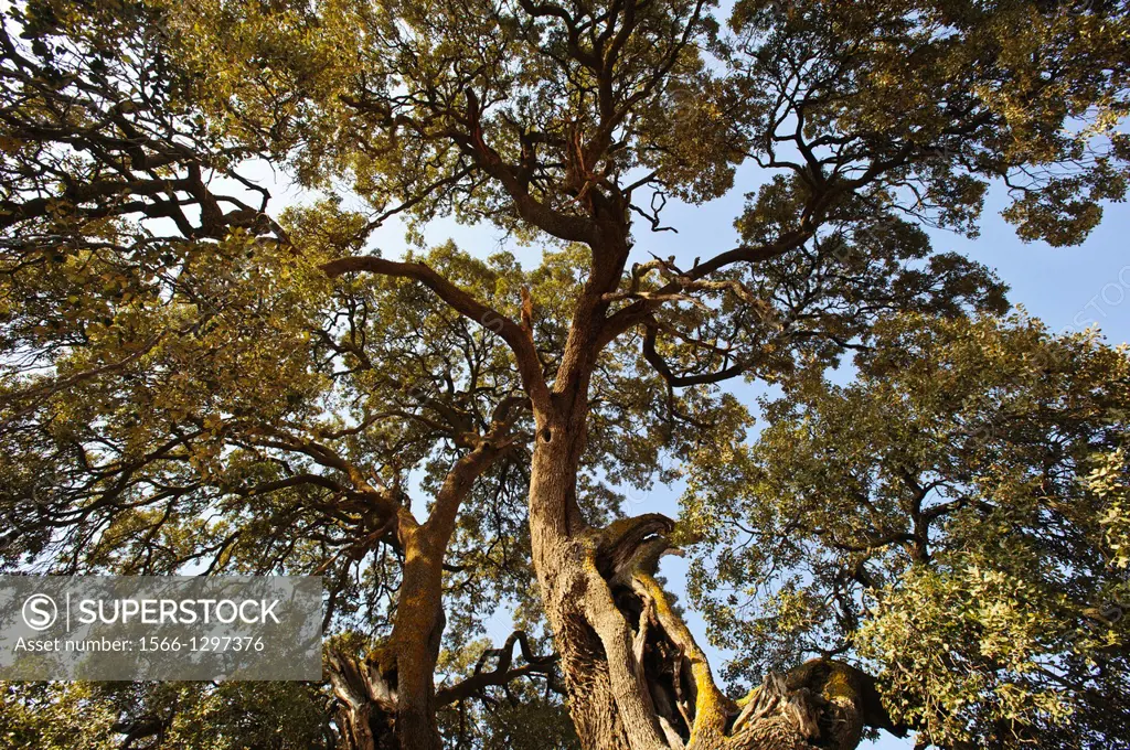 Centennial Oak (Quercus ilex). Almansa. Albacete. Spain.