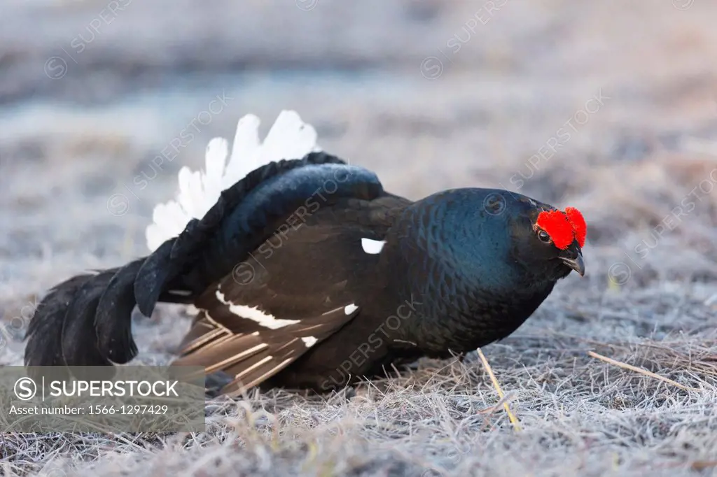 A close up photo of Black grouse, Lyrurus tetrix, blackcock courtship display in Boden, norrbotten, Sweden.