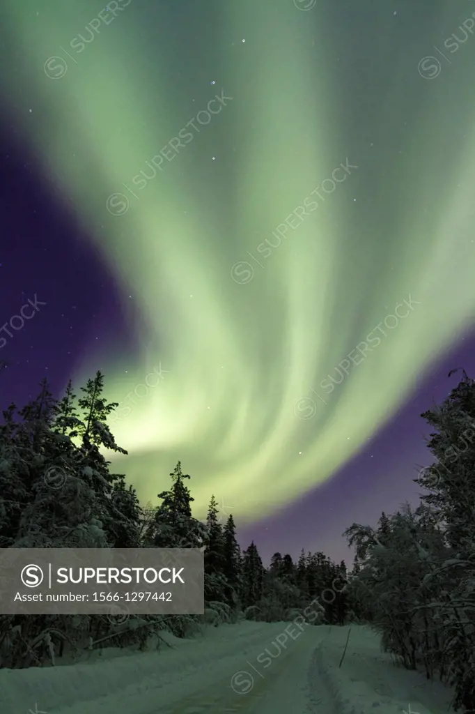 Aurora borealis, Northernlight over winter forestroad with snow on the trees in Gällivare in Swedish lapland.