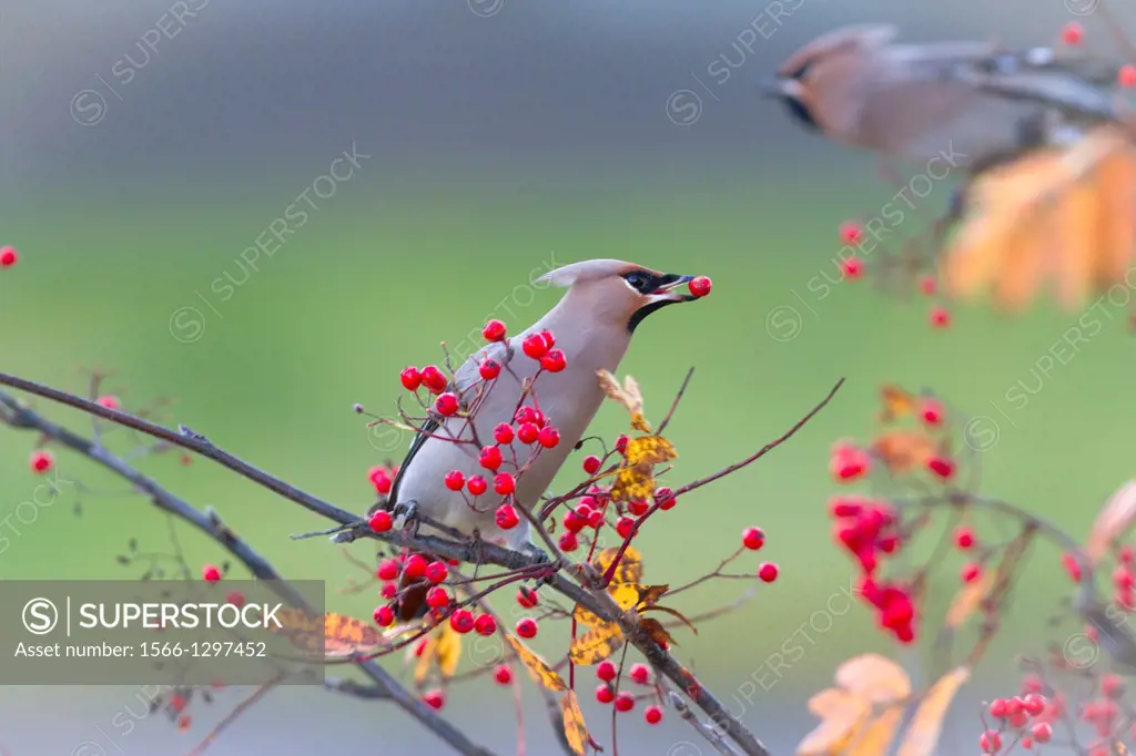 Waxwing, Bombycilla garrulus, sitting in a rowantree in autumn season and eating rowanberries and have on in his beak, Gällivare, Swedish lapland.