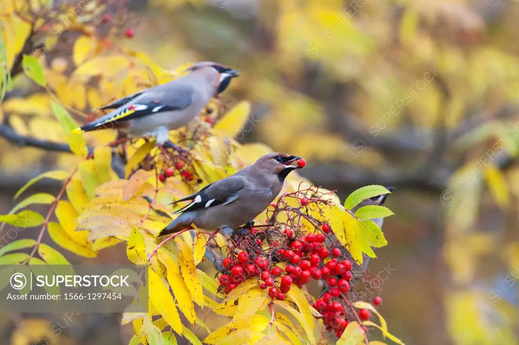 Waxwing, Bombycilla garrulus, sitting in a rowantree in autumn season and eating rowanberries and have one in his beak, Gällivare, Swedish lapland.   