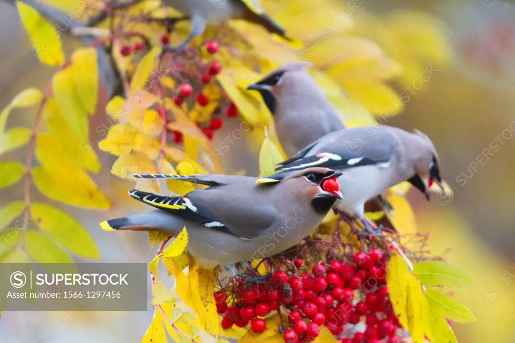 Waxwing, Bombycilla garrulus, sitting in a rowantree in autumn season and eating rowanberries and have on in his beak, Gallinare, Swedish lapland.
