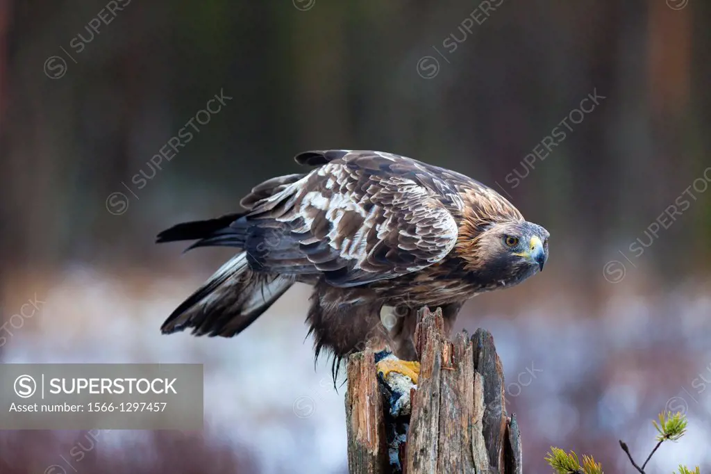 Golden eagle sitting on a trunk, Sweden, Scandinavia.