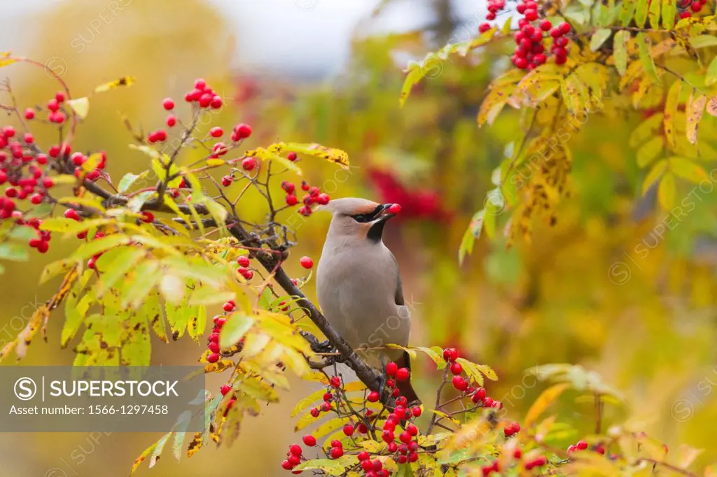 Waxwing, Bombycilla garrulus, sitting in a rowantree in autumn season and eating rowanberries and have on in his beak, Gallinare, Swedish lapland.