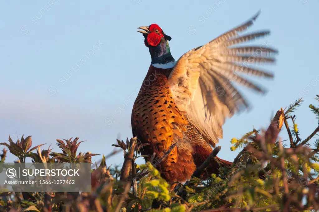 Common pheasant, Phasianus colchicus, flaping its wings and chirping in morning light in Björnlunda in Sweden.