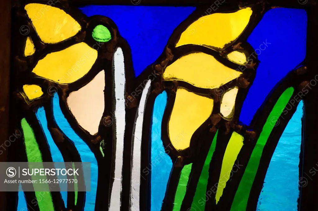 Detail of two daffodils , the national emblem of weales, in a stained glass window at the National Library of Wales, Aberystwyth UK.