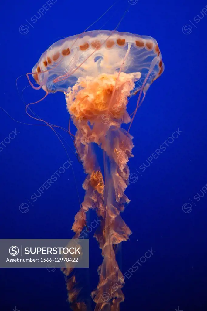 Sea nettle (Chrysaora fuscescens), Monterey Bay Aquarium, Monterey, California, United States of America.
