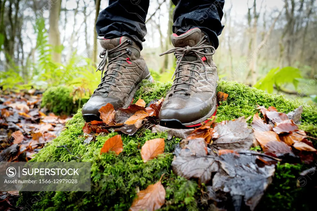 Close-up of feet with a walking boots in a forest, over a wall with moss on a rainy day. Grassington, Skipton, Yorkshiredales, Yorkshire, England, UK,...